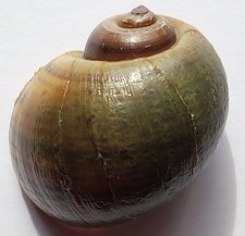 2.5" Authentic Apple Snail