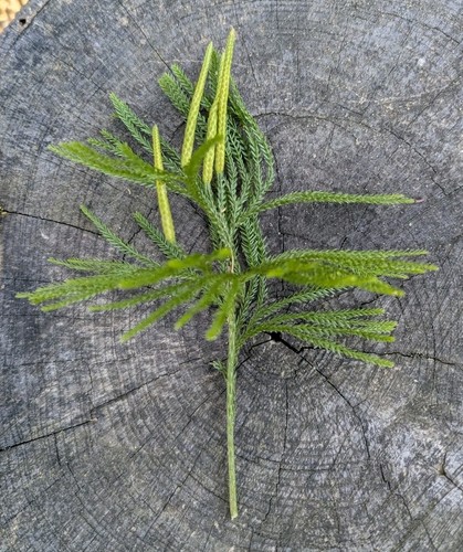 Princess pine stems - 10,