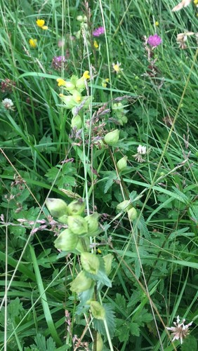 Yellow rattle seeds - yellow,