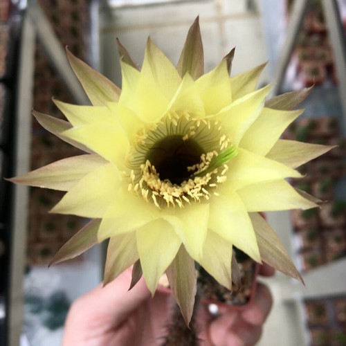 Echinopsis hybrid jupiter - echinopsis,
