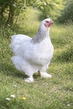 12+ RARE Blue Light & Light