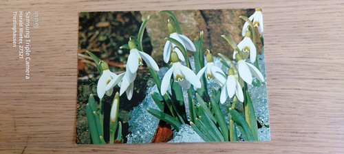 Postcard snowdrops galanthus - postcard,