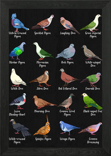 Pigeon and dove species framed - and,
