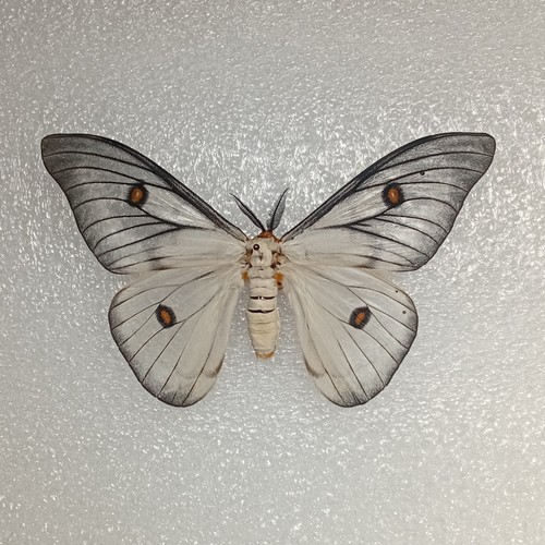 Ghostly silkmoth ceranchia - silkmoth,,