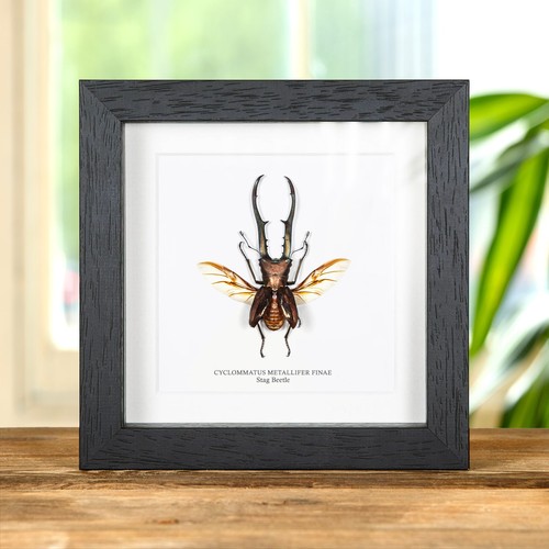 Taxidermy stag beetle with - taxidermy,