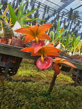 Rare Cycnodes Jumbo Mickey Red