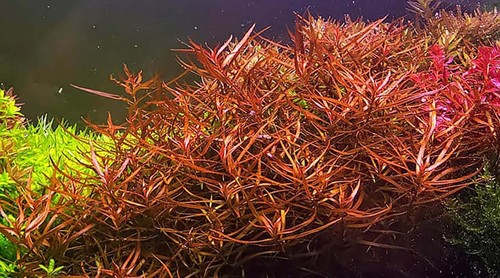 Ludwigia arcuata needle leaf - ludwigia,