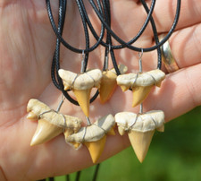AMAZING BEST VALUE REAL FOSSIL SHARK TOOTH NECKLACE, KIDS/ SURFERS/FOSSIL HUNTER
