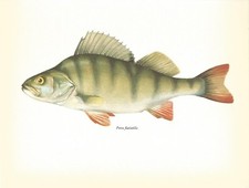 Beautiful Perch Print / Plate