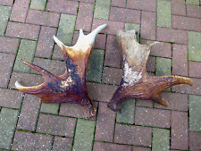 Pair of Moose Antlers Home Cottage Loft Any Craft Collector Weight Around 5kg A2