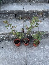 Clearance Roses Climbing 
