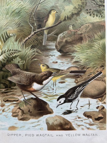Antique chromolithograph - , of