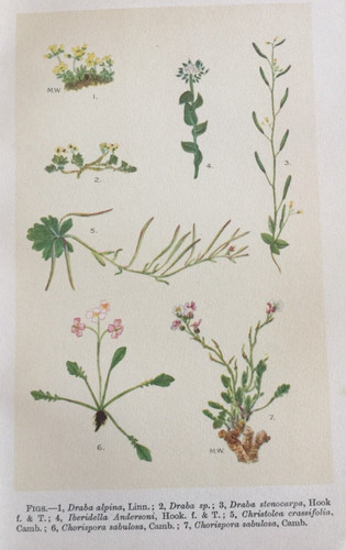 Antique botanical print - botanical, small