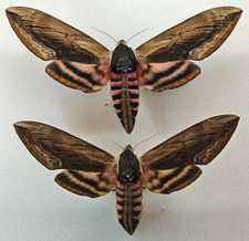 Sphingidae Sphinx ligustri