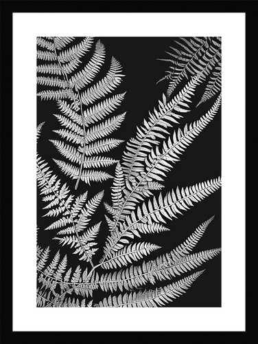 Enchanting fern fronds print - enchanting,