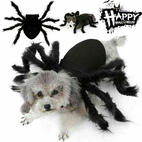 Halloween spider pet costumes - halloween,