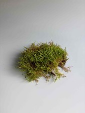 Live carpet moss - live,