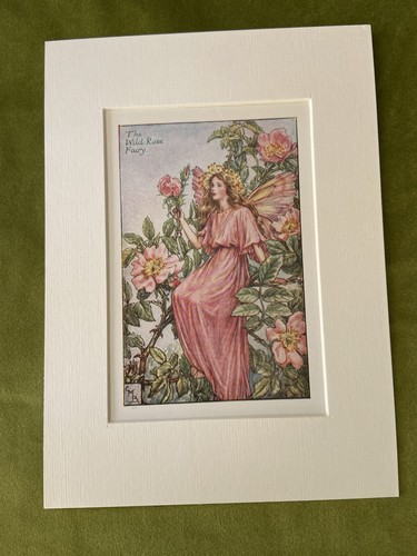 Wild rose flower fairy - ‘wild,