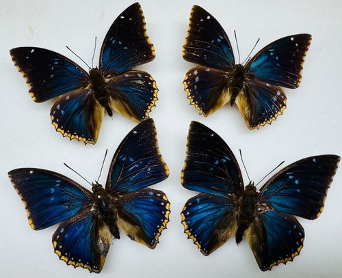 Real butterfly specimens - real,