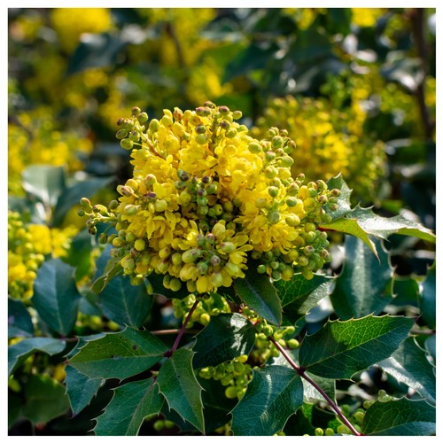 Mahonia media winter sun - sun,