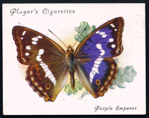 Player british butterflies - -,