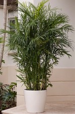 Chamaedorea Seifrizii,  Bamboo