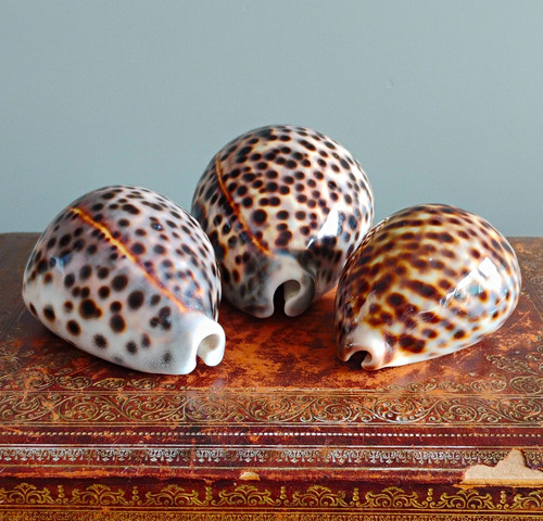 Polished natural spotted - polished,