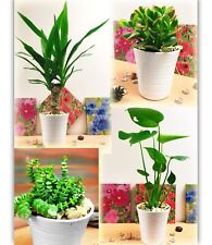 1 Indoor Table Plant in White Ceramic Pot Windowsill Patio House Garden Office