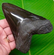 Megalodon shark tooth - 5.25”,