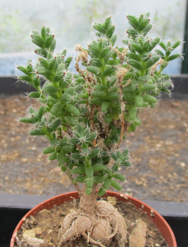 Trichodiadema bulbosum very - bulbosum,