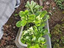 2x London Pride (Saxifraga
