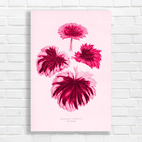 Botanical illustration - botanical,