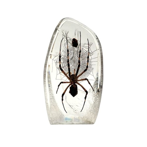 Real spider cabbage bug - real,
