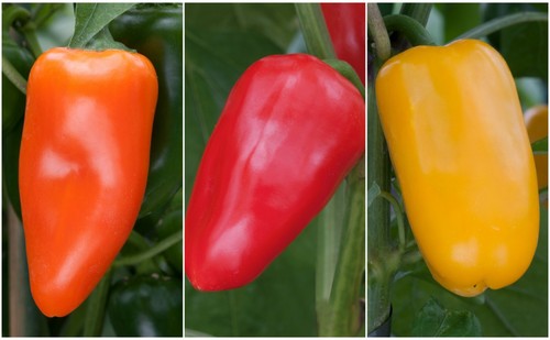 Sweet pepper snack - pepper, f1