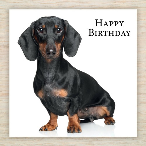 Dachshund birthday card - birthday,