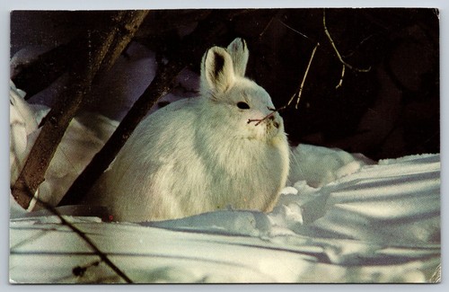 Snowshoe hare alders winter - alders,