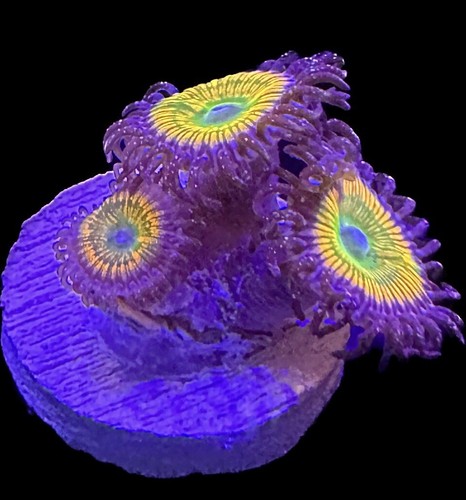 Live coral zoa sunny - coral,