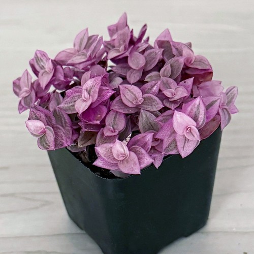 Succulent live plant - succulent,