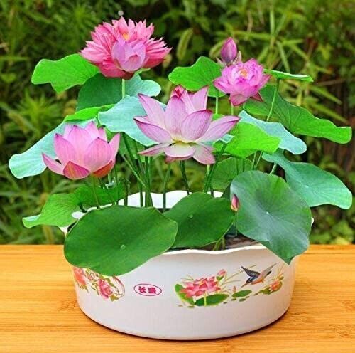 Purple potted lotus flower - potted,