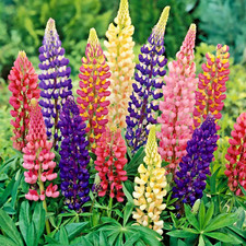 Lupin Russell Hybrids Mixed -