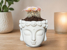 Buddha head plant pot - head,