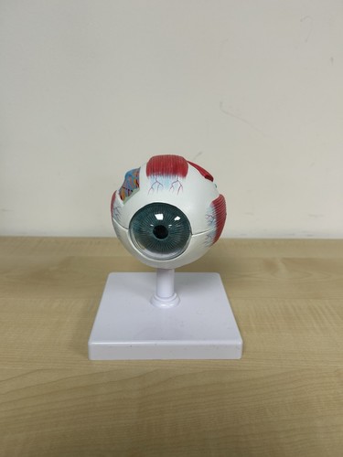 Anatomical human eye model - anatomical, 4d
