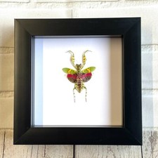 Jewelled flower mantis - flower,