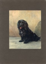 COCKER SPANIEL SEATED DOG LOVELY ANTIQUE  1912 DOG ART PRINT by MAUD EARL