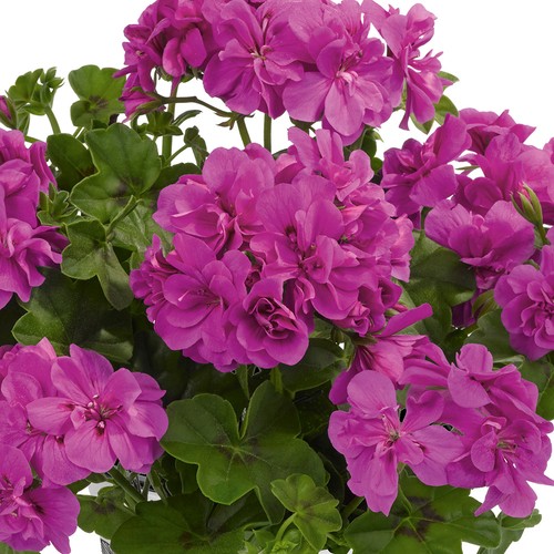 Ivy geranium sunflair - ivy,
