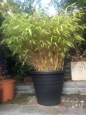 Bamboo Plant - Large Big Plant