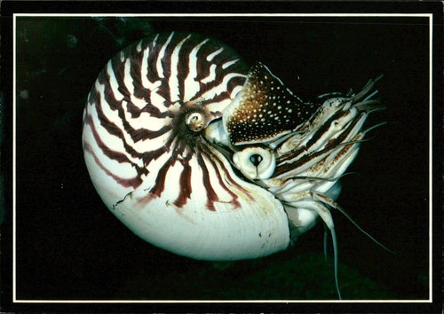 Monterey bay aquarium - monterey, postcard