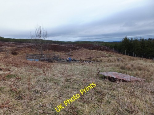 Photo 6x4 pheasant rearing - photo,