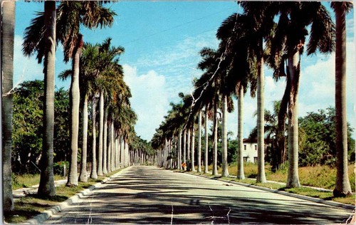 Mission postcard avenue of - mission, tx
