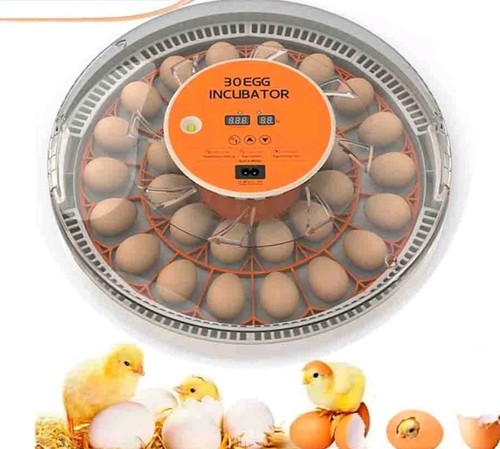 Eggs fully automatic - eggs,